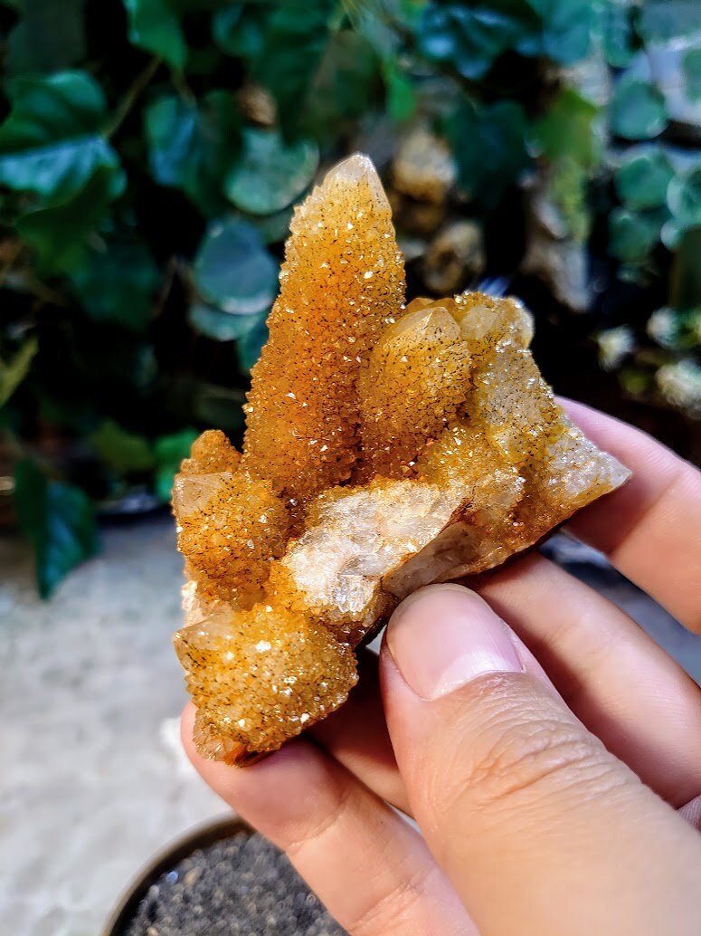 Sunshine Spirit Quartz Cluster from ZA / 100.7g / Golden Healer Cactus Quartz for Crystal Healing / Meditation/ Reiki / Natural / Gifting