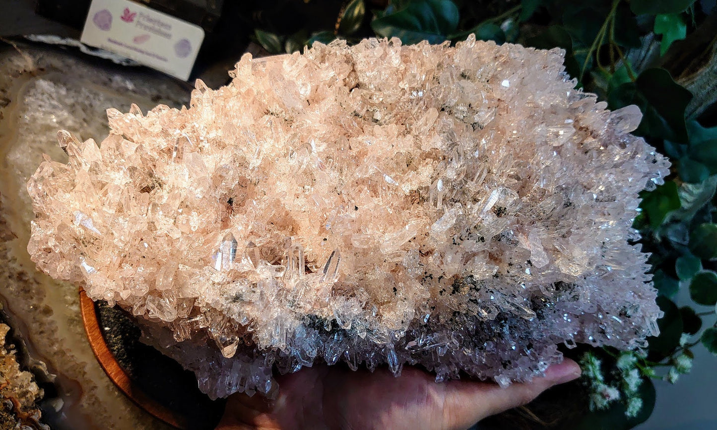 Epic Colombian Pink Quartz Cluster / 3,257g / 7lbs 2.8oz / Lithium / for Crystal Healing / Home and Altar Decor / Large Cabinet Size