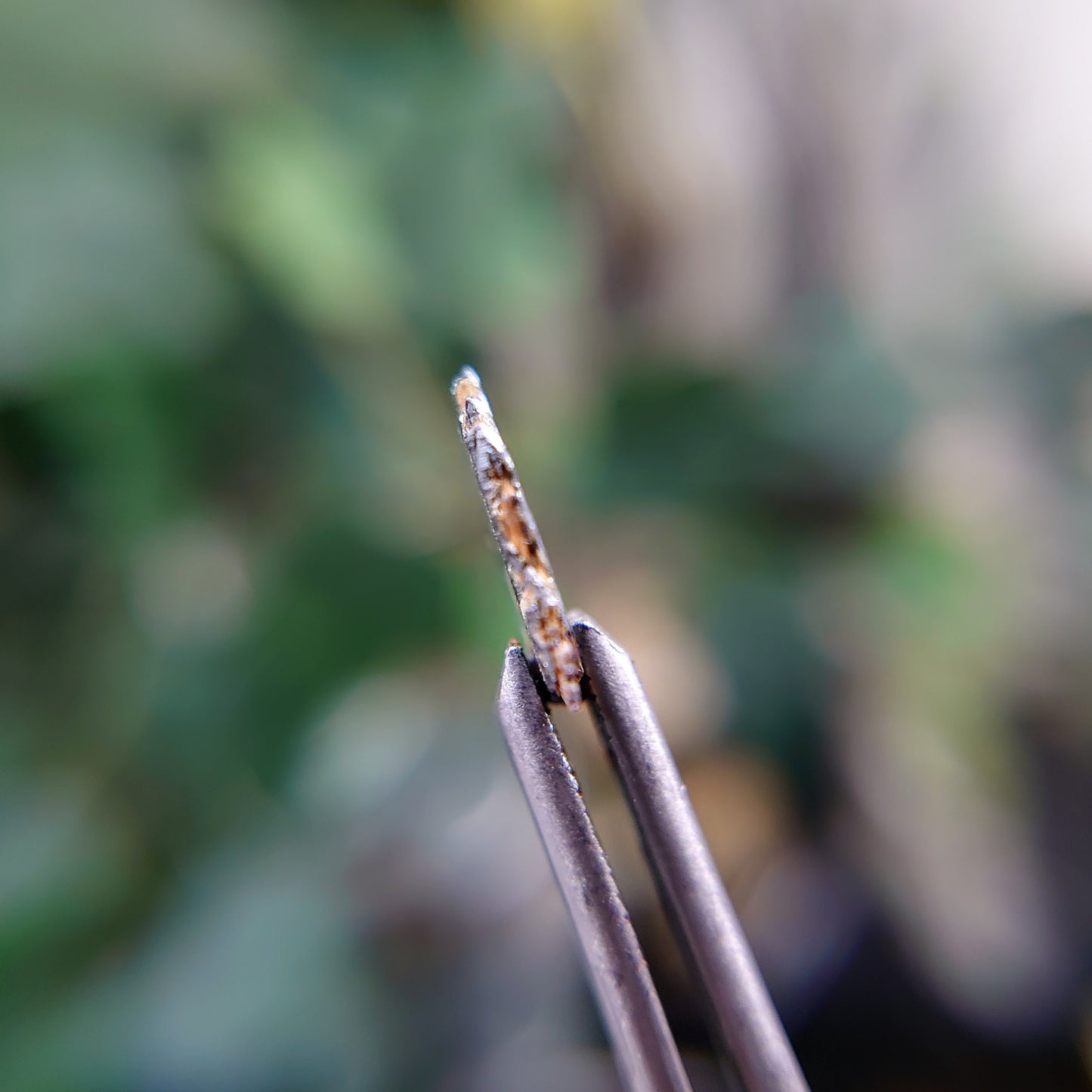 3.00ct Hematite Blade with Exposed Golden Rutile from Novo Horizonte, Bahia, Brazil / Thumbnail Size / Collection / Whaaaaaat?!