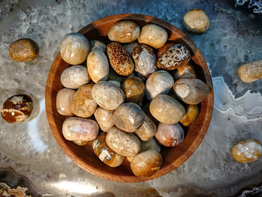 Fossilized Coral Tumbled Stones from Indonesia / Polished Pebbles/ for Crystal Healing & Grids/ Reiki/ Meditation/ Energy Work