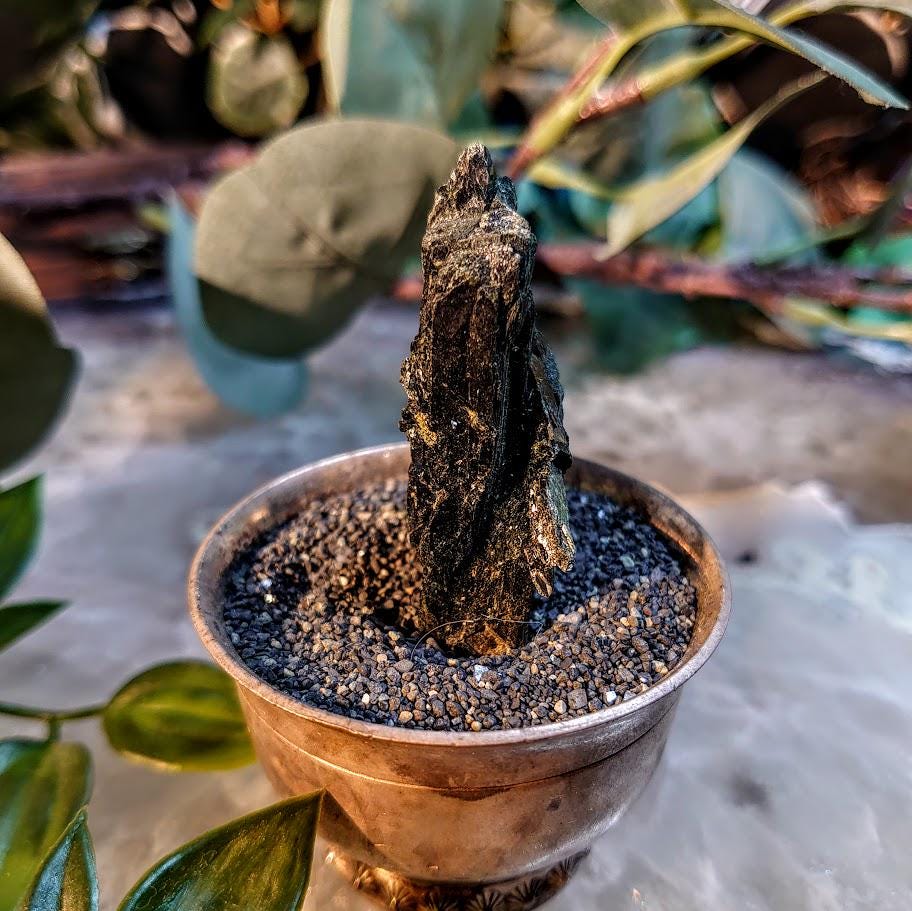 2.25" Glossy Black Aegirine Crystal Rod from Malawi, Africa for Crystal Healing / 23.40g / Home and Altar Decor / Negative Protection