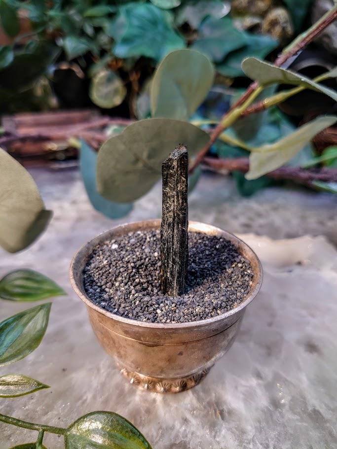 1.75" Glossy Black Aegirine Crystal Rod from Malawi, Africa for Crystal Healing / 10.00g / Home & Altar Decor